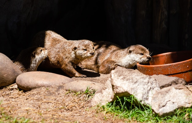 Kleine Nutria oder Flusswolf in der Höhle sonnen sich in der Mittagssonne in einem Naturschutzgebiet an der argentinischen Küste.