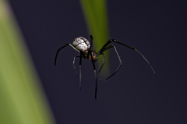 Kleine Obstgartenspinne der Gattung Leucauge