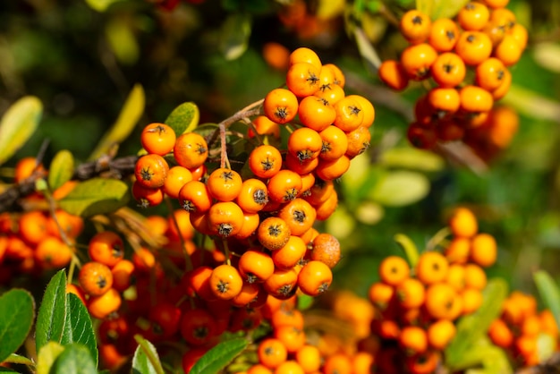 Kleine orange Beeren der Eberesche