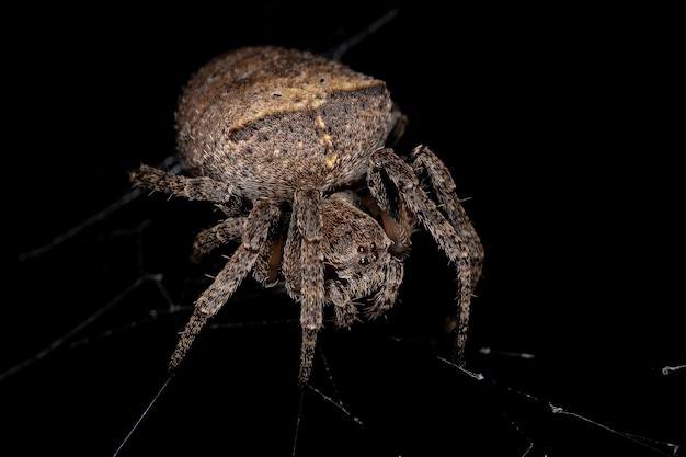 Kleine Orbweaver-Spinne der Familie Araneidae