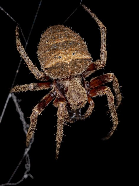 Kleine Orbweaver-Spinne der Familie Araneidae