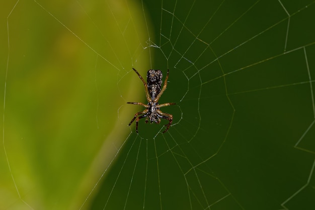 Kleine Orbweaver-Spinne der Gattung Micrathena