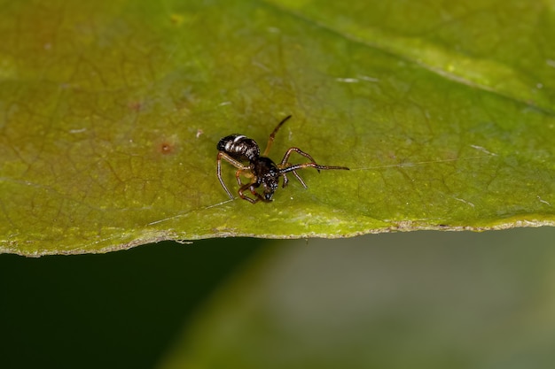 Kleine Orbweaver-Spinne der Gattung Micrathena