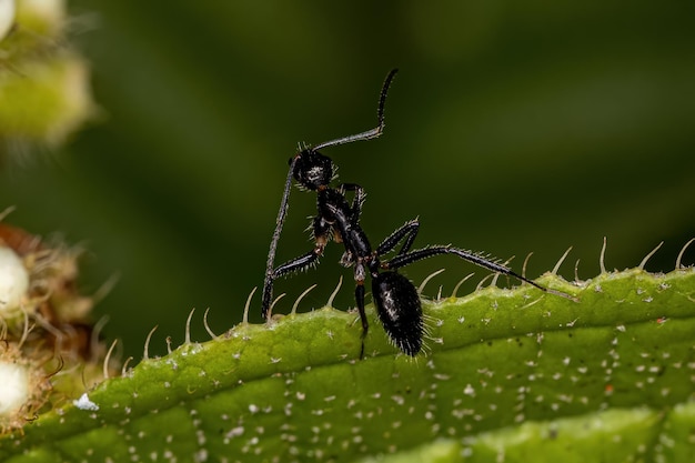 Kleine Orbweaver-Spinne der Gattung Micrathena