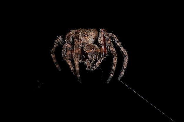 Kleine Orbweaver-Spinne der Gattung Parawixia