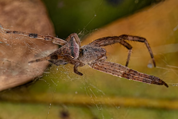 Kleine Orbweaver-Spinne