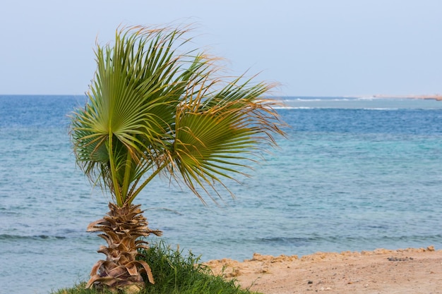 Kleine Palme am Strand mit Meer im Hintergrund