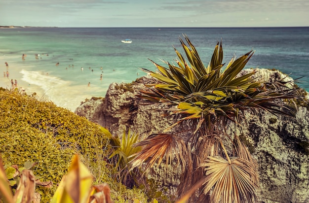 Foto kleine palme wächst zwischen den felsen eines abgrunds am meer bei tulum in mexiko.