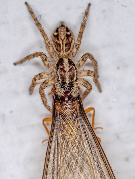 Kleine Pantropische Springspinne der Art Plexippus paykulli, die auf einer Termite jagt