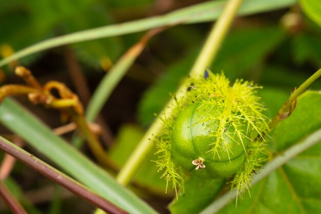 Kleine Passionsfrucht (Stinkende Passionsblume) im Wald als Kraut zur Linderung von Schmerzen.