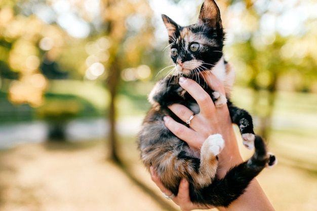 Kleine pelzige reinrassige Katze