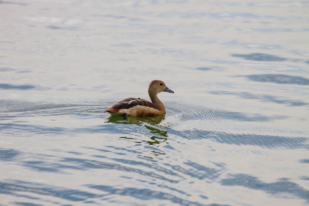 Kleine Pfeifen-Enten Dendrocygna Javanica