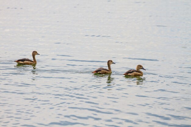 Kleine Pfeifen-Enten Dendrocygna Javanica