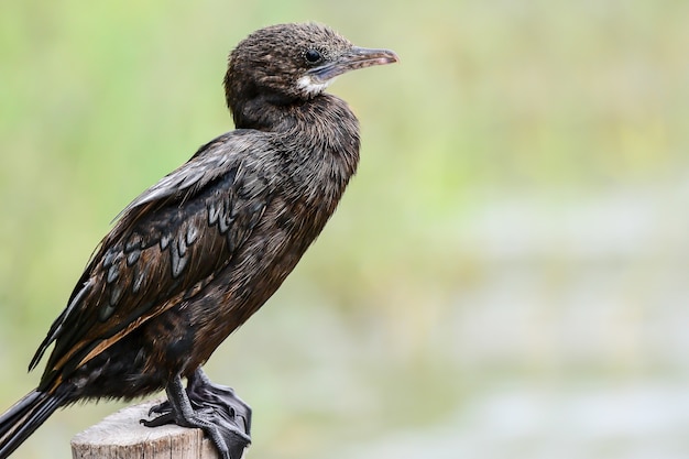 Kleine pfeifende Ente (Dendrocygna javanica) ist auf einem Stumpf mit einem hellgrünen Hintergrund