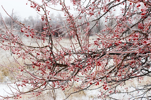 Kleine Äpfel im Winter in einer Eiskruste