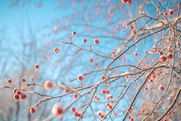 Kleine Äpfel im Winter unter dem Schnee