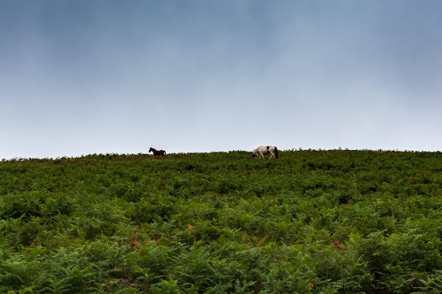 Kleine Pferde grasen auf einer Wiese in der französischen Landschaft