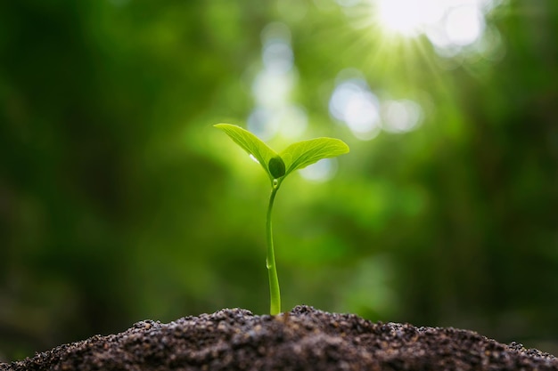 Kleine Pflanze, die im Morgenlicht am Tag der Erde des Gartenkonzepts wächst