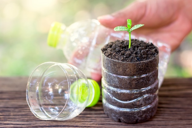 Kleine Pflanze, die in Plastikflasche wächst