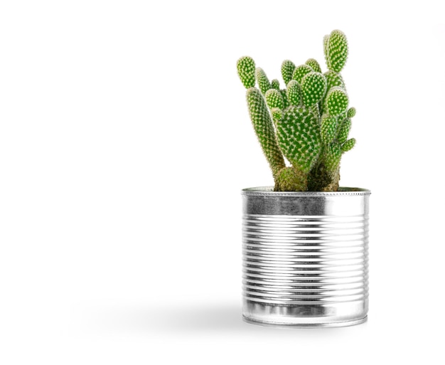 Kleine Pflanze in Topfsaftpflanzen oder Kaktus