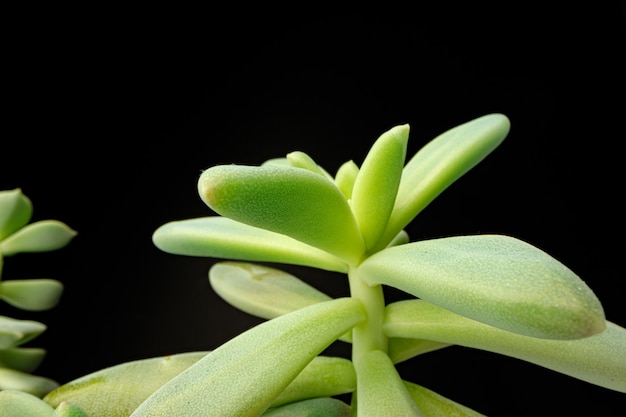 Kleine Pflanze Sukkulente auf schwarzem Makrofoto