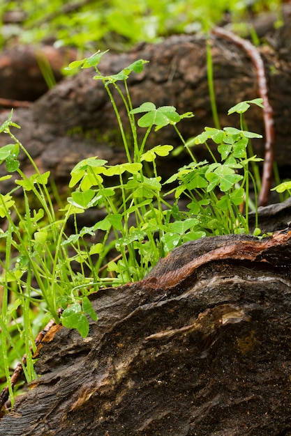 Kleine Pflanzen auf Waldboden