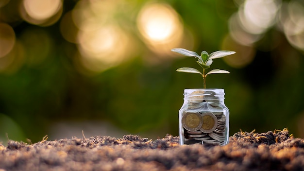 Kleine Pflanzen, die Flaschengeld anbauen, Münzen auf dem Boden, Geschäfts- und Investitionswachstumsideen.