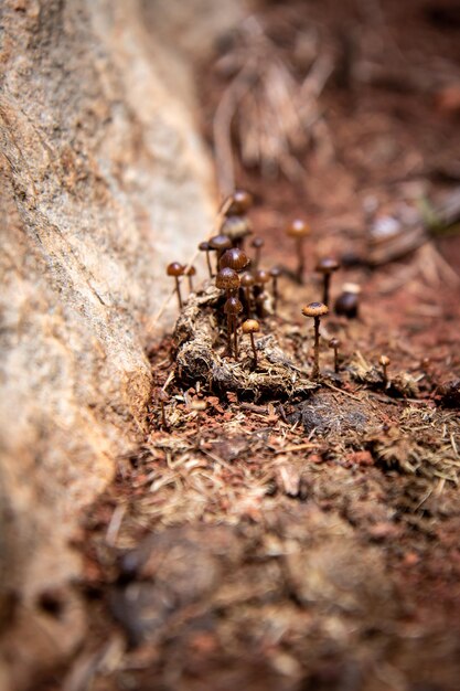 Foto kleine pilze, die neben einem felsen sprießen