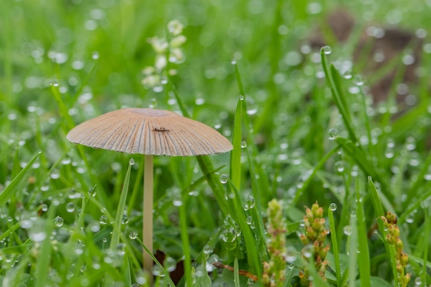 kleine Pilze im Gras mit Regentropfen auf dem Feld