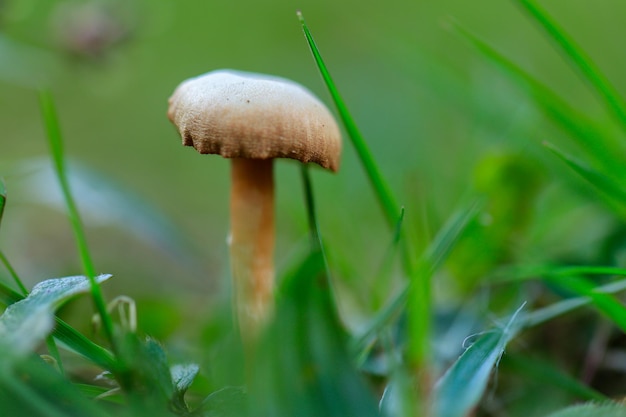 kleine Pilze im Gras mit Regentropfen auf dem Feld