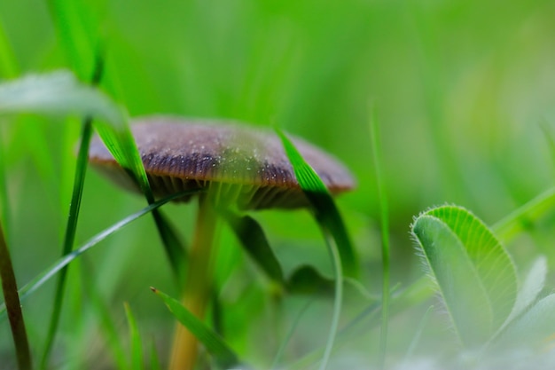 kleine Pilze im Gras mit Regentropfen auf dem Feld