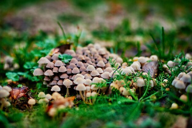 Kleine Pilze im grünen Gras, selektive Fokussierung