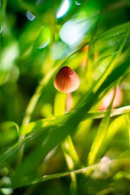 Kleine Pilze im grünen Gras