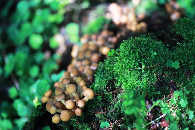 Kleine Pilze Makro / Naturwald, starke Zunahme giftiger Pilze Schimmel