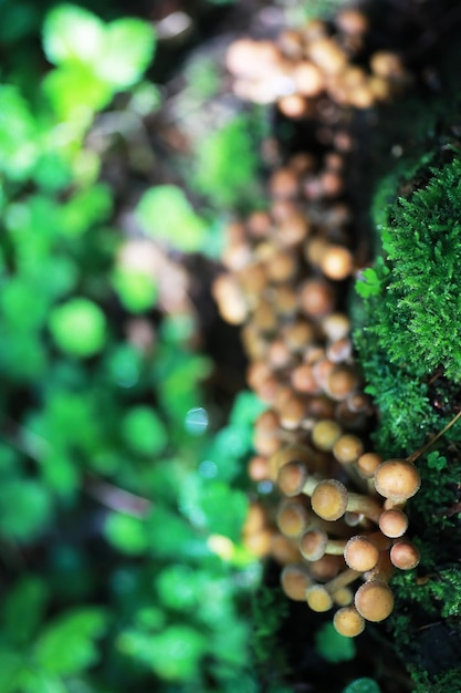 Kleine Pilze Makro / Naturwald, starke Zunahme giftiger Pilze Schimmel