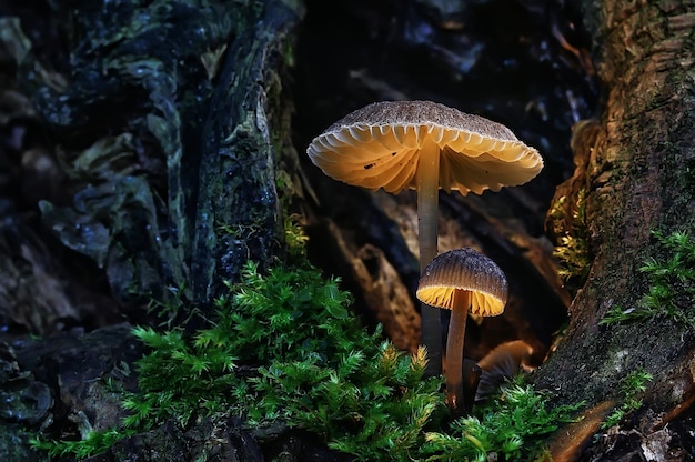 Kleine Pilze Makro / Naturwald, starke Zunahme giftiger Pilze Schimmel