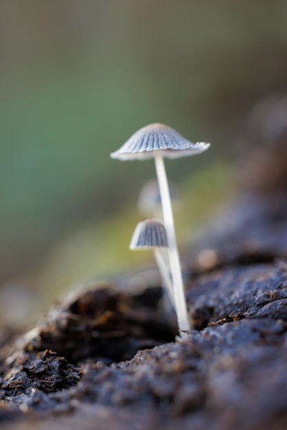Kleine Pilze wachsen in Kuhmist
