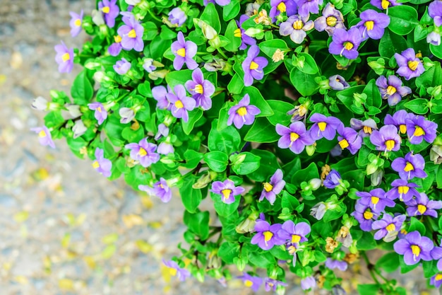 Kleine purpurrote Blumen mit grünen Blättern.