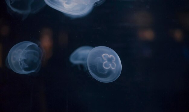 Kleine Quallen, die mit blauem Licht beleuchtet sind, schwimmen im Aquarium.