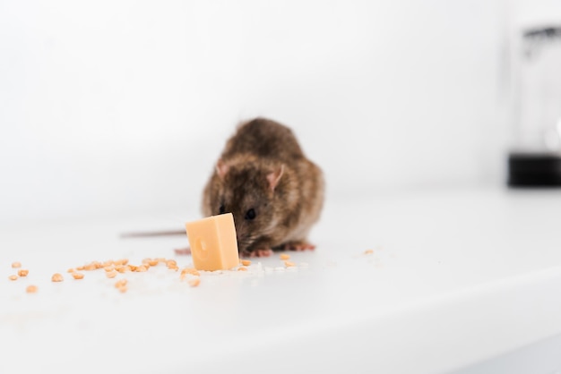 Kleine Ratte neben leckerem Käsewürfel auf dem Tisch