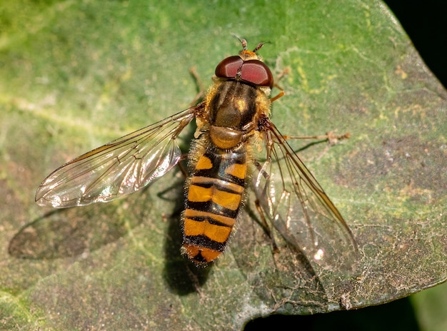 Kleine Raubwespe auf grünem Blatt im Naturwald, Insekt