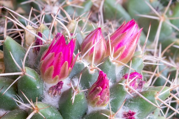 Kleine rosa Blüten von Mammillaria Compressa Kaktus oder bekannt als Mutter von Hunderten