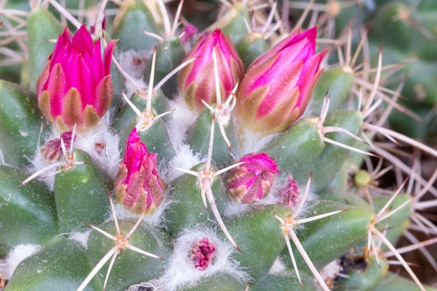 Kleine rosa Blüten von Mammillaria Compressa Kaktus oder bekannt als Mutter von Hunderten