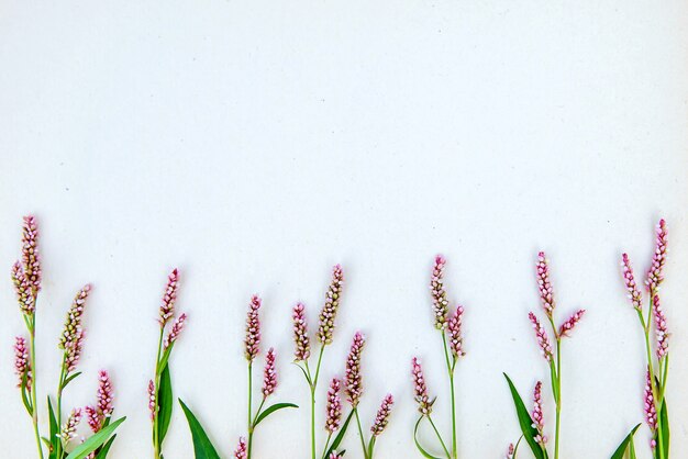 kleine rosa Blüten von Persicaria maculosa mit Kopierraum