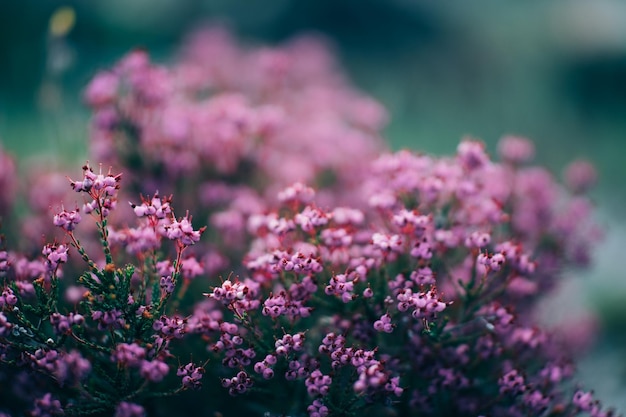 kleine rosa blüten