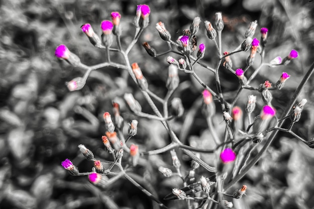 Kleine rosa Blume, die grauen Farbtonhintergrund blüht