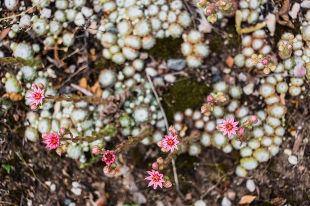 Kleine rosa Blumen im Garten, Draufsicht