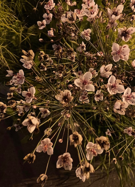 Kleine rosa Buschblumen in der Abenddämmerung