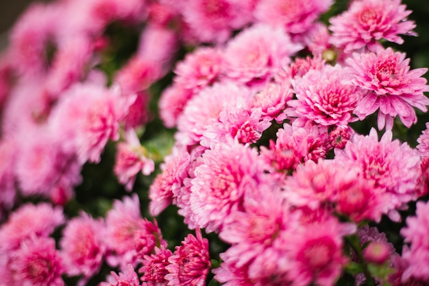 Kleine rosa Chrysanthemen oder Gänseblümchen wachsen in einem Blumenbeet als flauschiger Busch. Herbst schöner Hintergrund. Natürliche Textur.