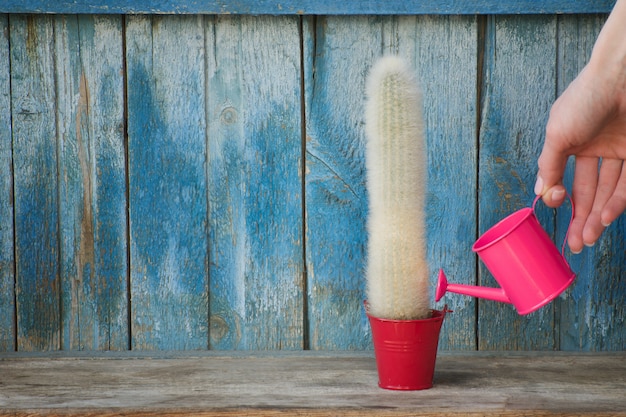 Kleine rosa Gießkanne in einem weiblichen Handgießkaktus. Alter hölzerner Hintergrund